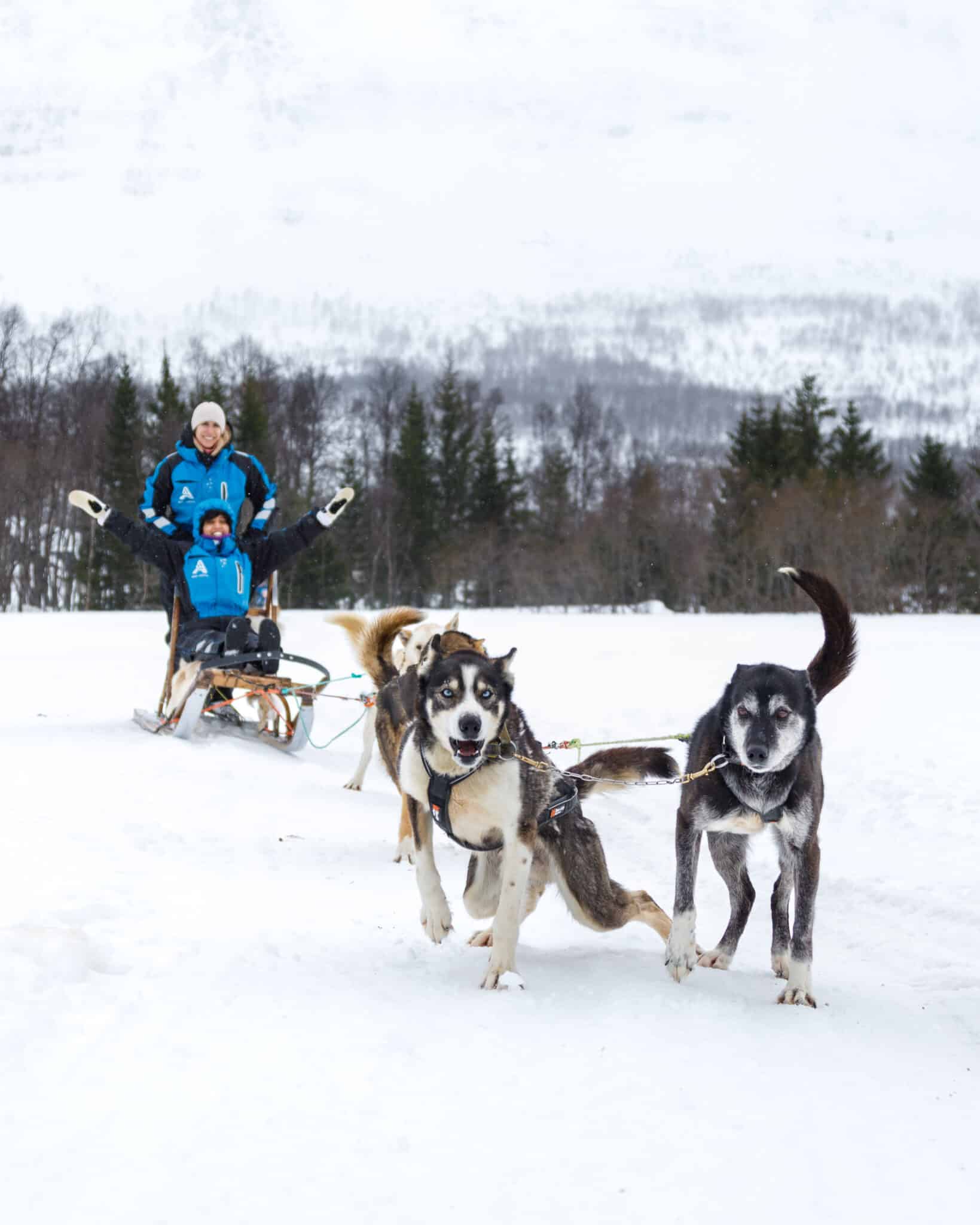 Dog Sledding