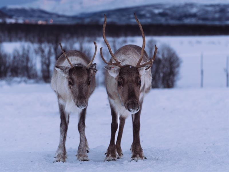Sami Culture