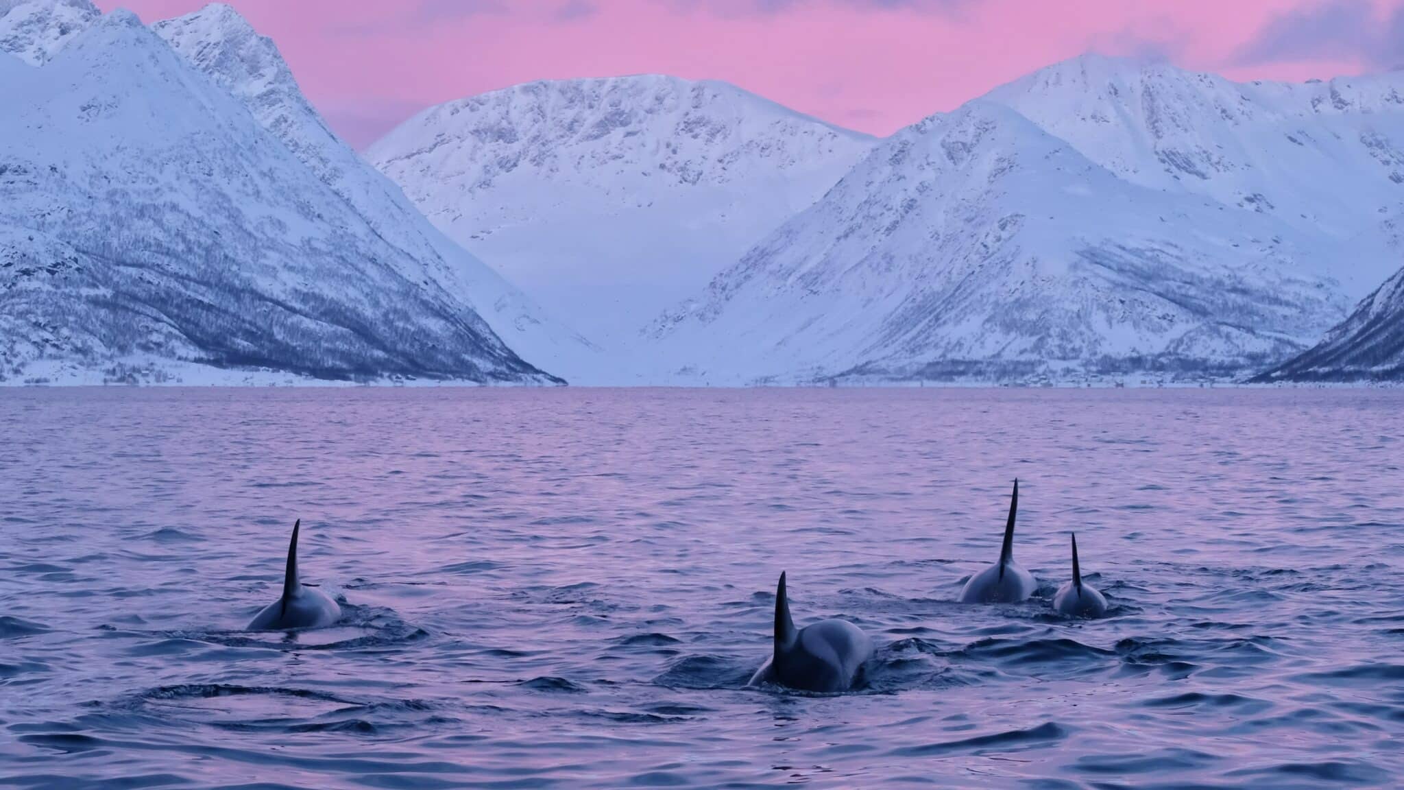 Whale Watching