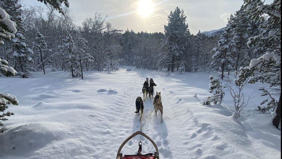Husky team pulling a sled through a snow-covered forest trail outside Tromsø in winter daylight
