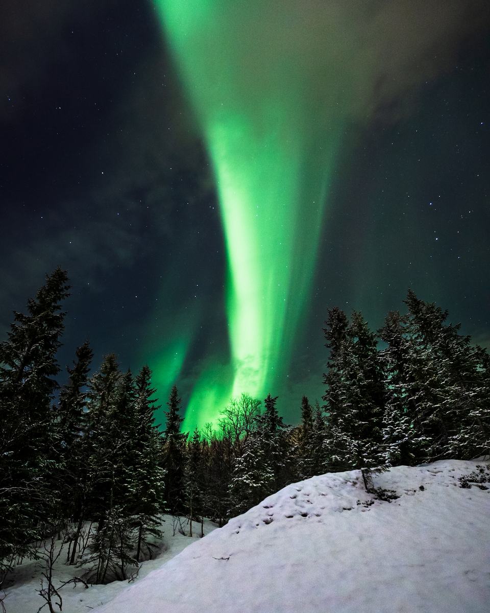 A vertical column of aurora rising above snow-covered spruce forest near Tromsø