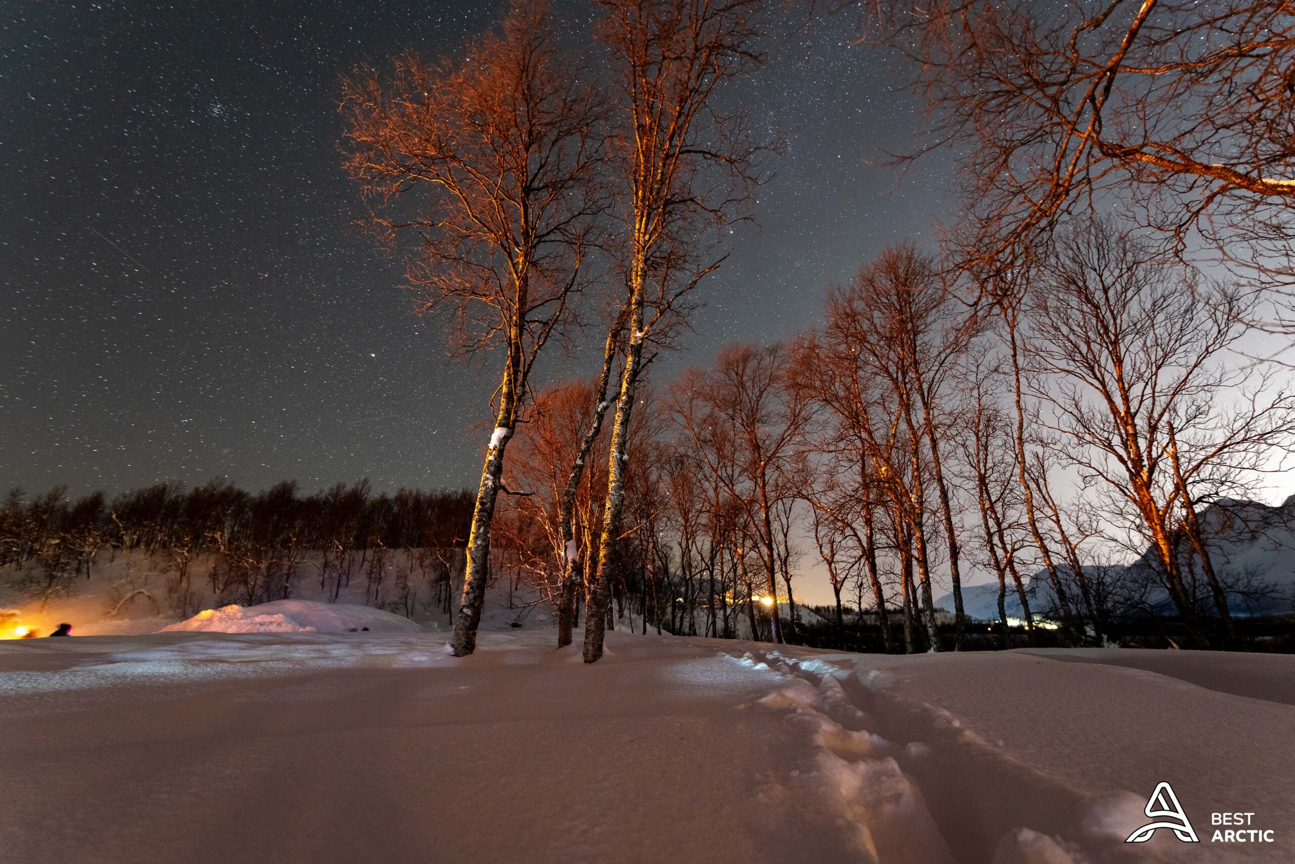 Snow-covered birch forest under a starry sky at night near Tromsø in March