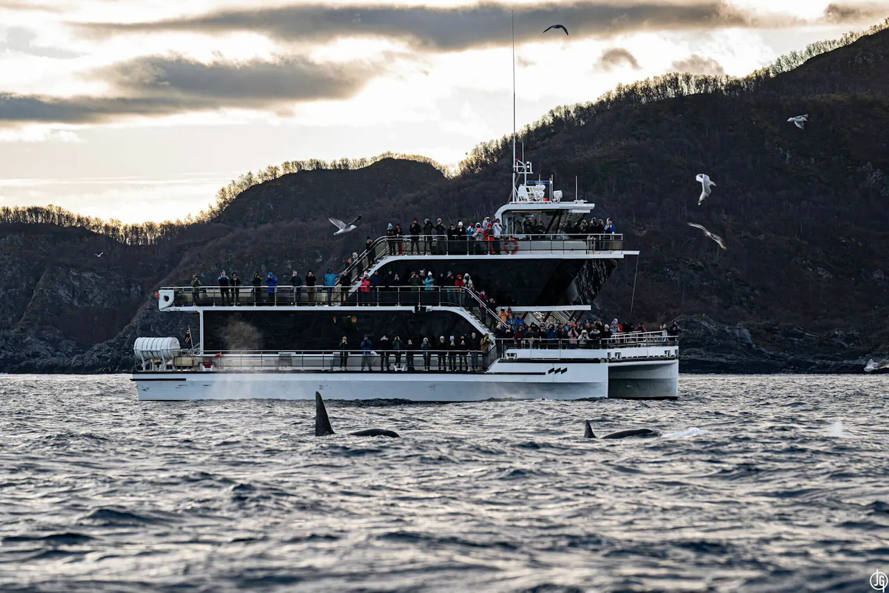 Humpback whale watched from a silent hybrid-electric ship