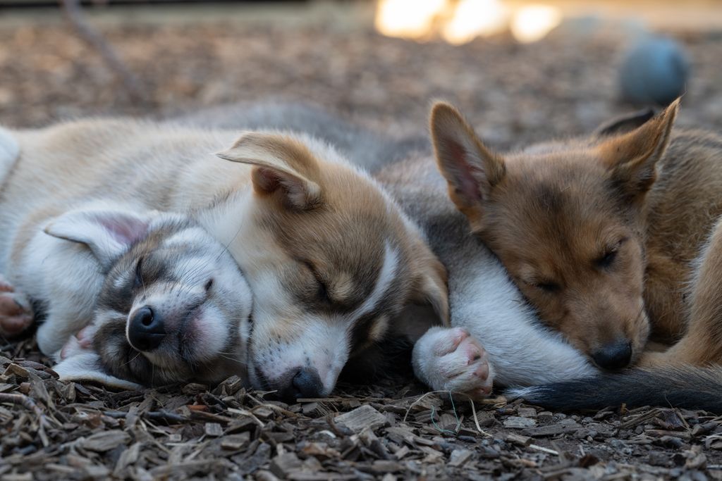Tromsø Villmarkssenter — Alaskan huskies