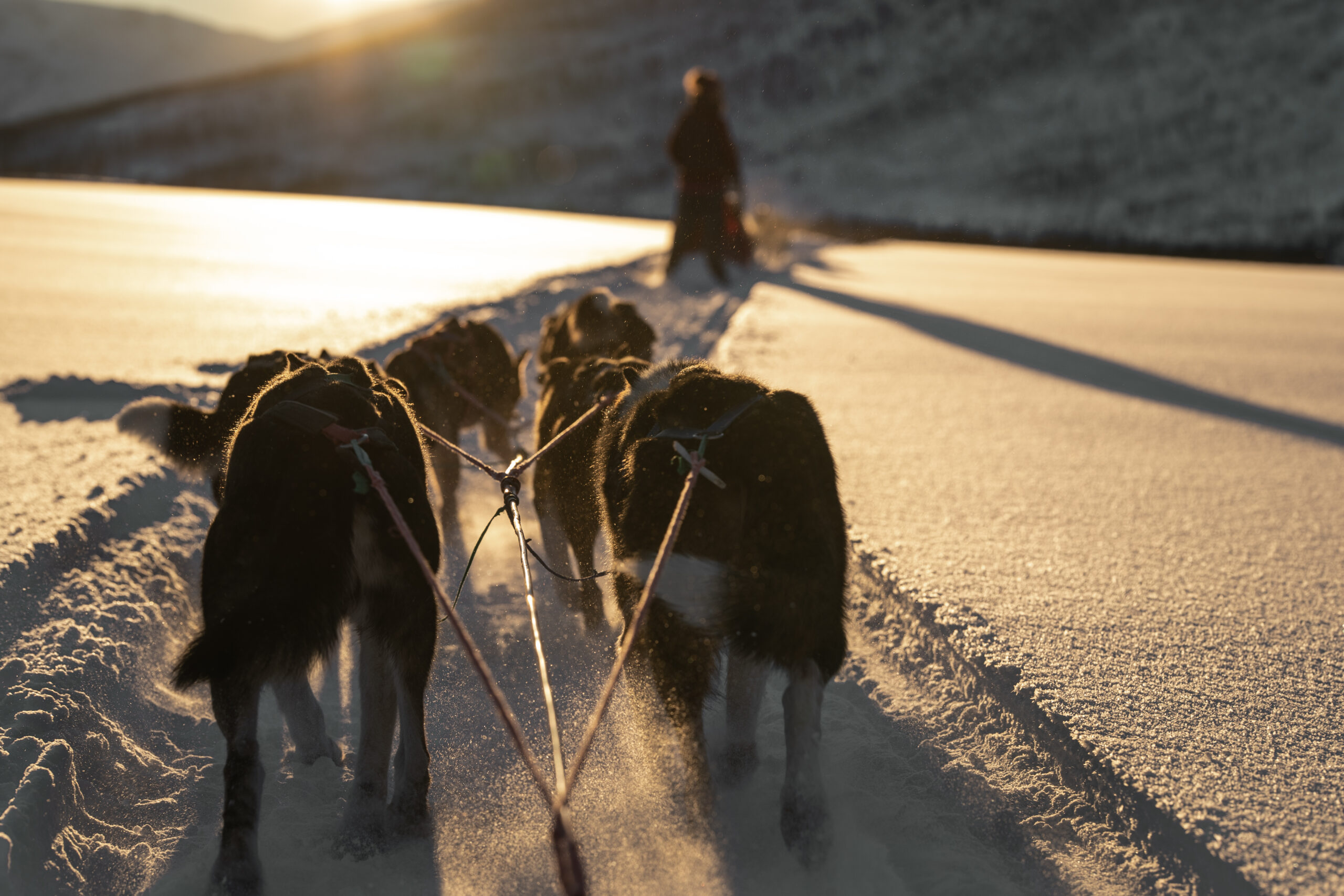 Into Nature — private husky sledding on the Malangen peninsula